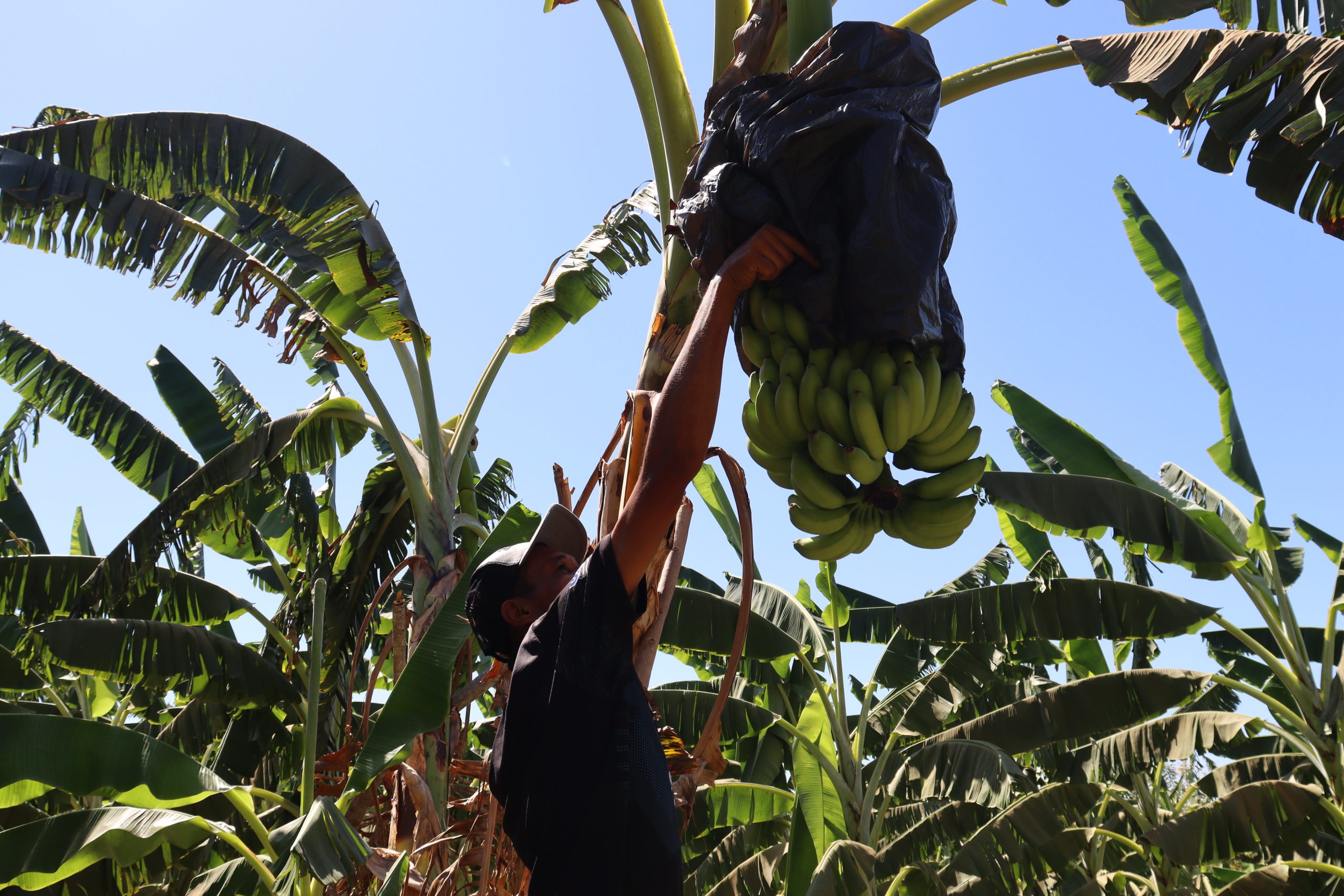 Leia mais sobre o artigo Cadeia de Valor da Banana In Natura em Consórcio com o Açaí de Forma Sustentável no Território de Alto Boa Vista – MT