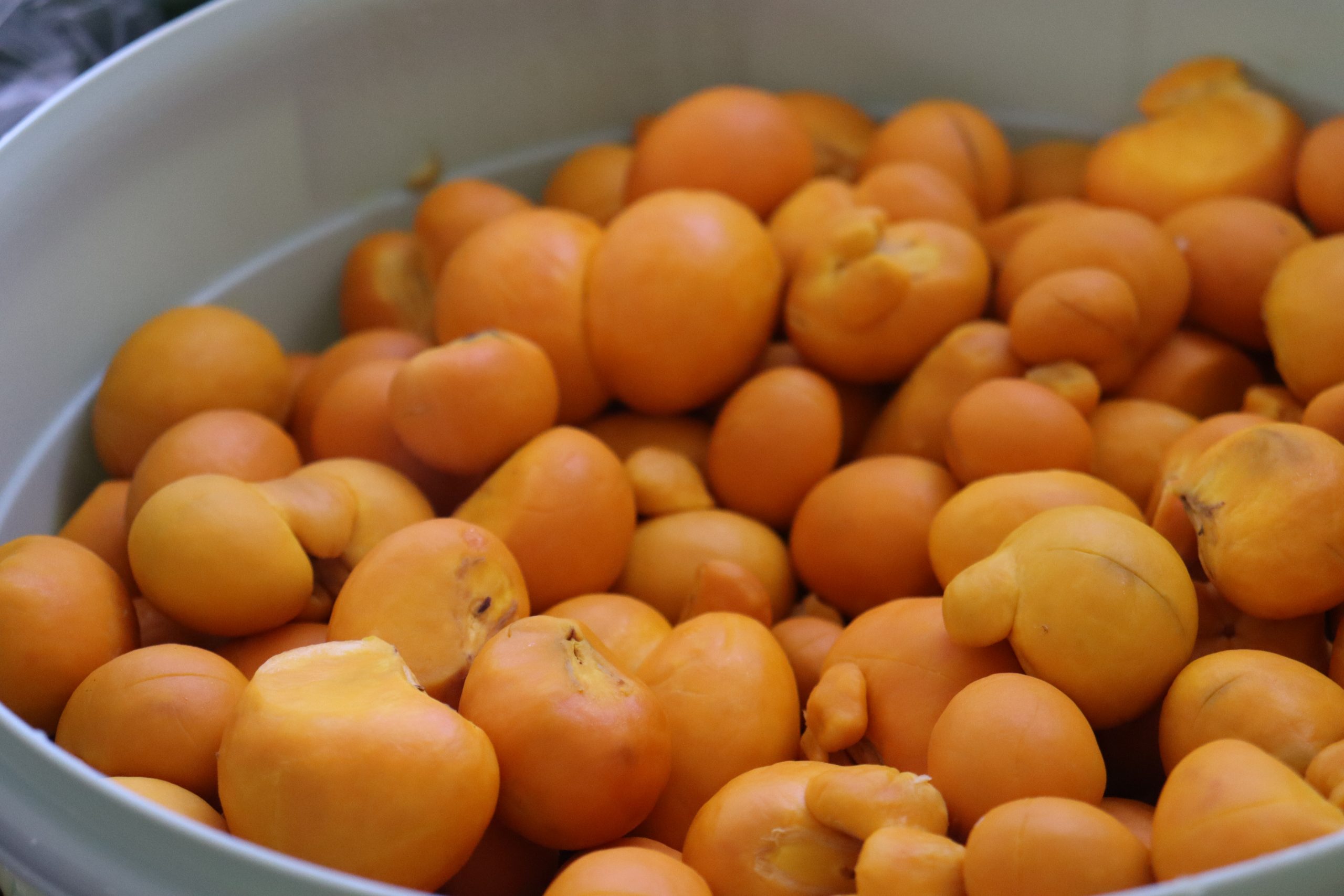 Leia mais sobre o artigo Fortalecimento da Cadeia do Pequi e Frutas na Região Médio Norte de Mato Grosso