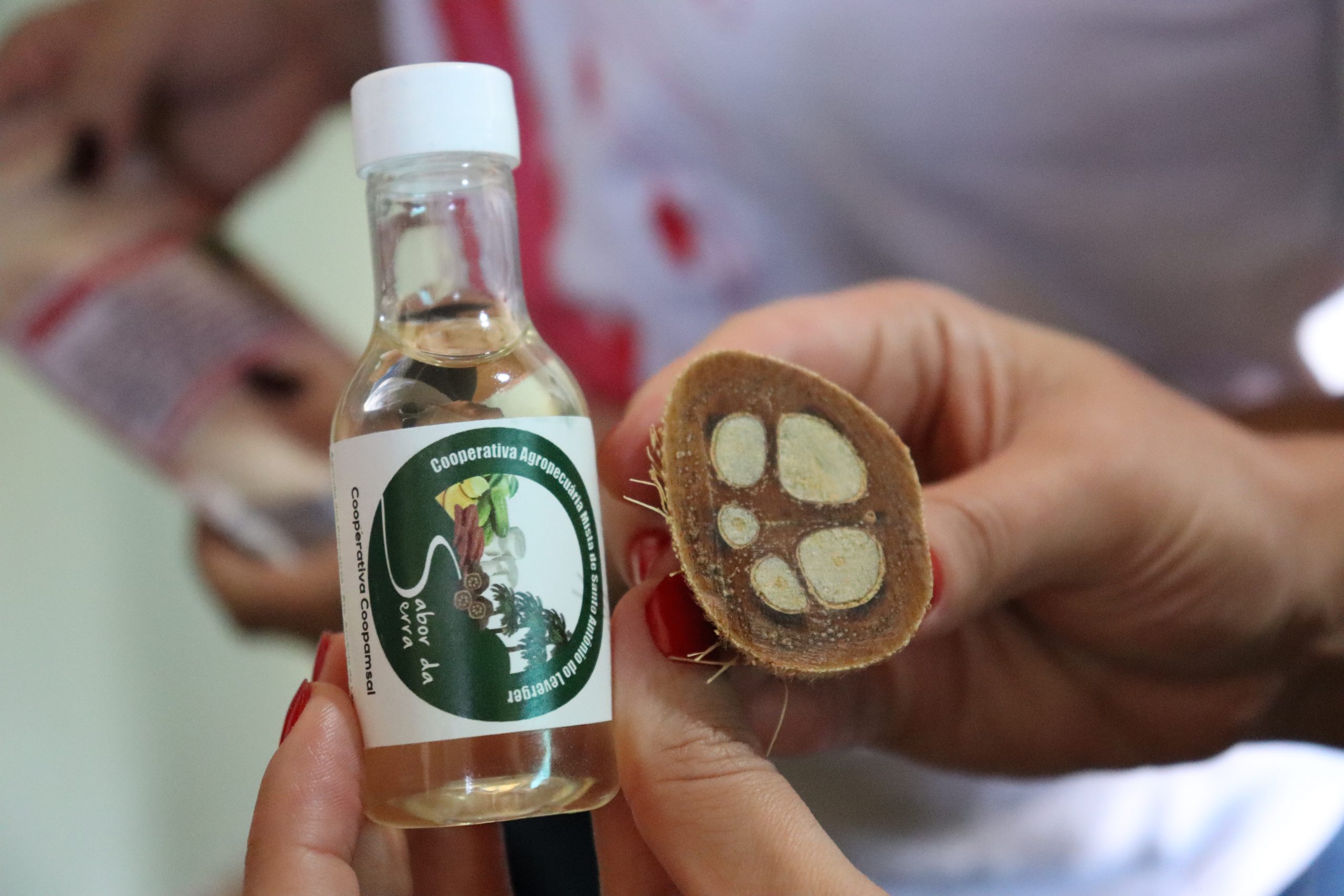 Leia mais sobre o artigo Babaçu Renda Mais