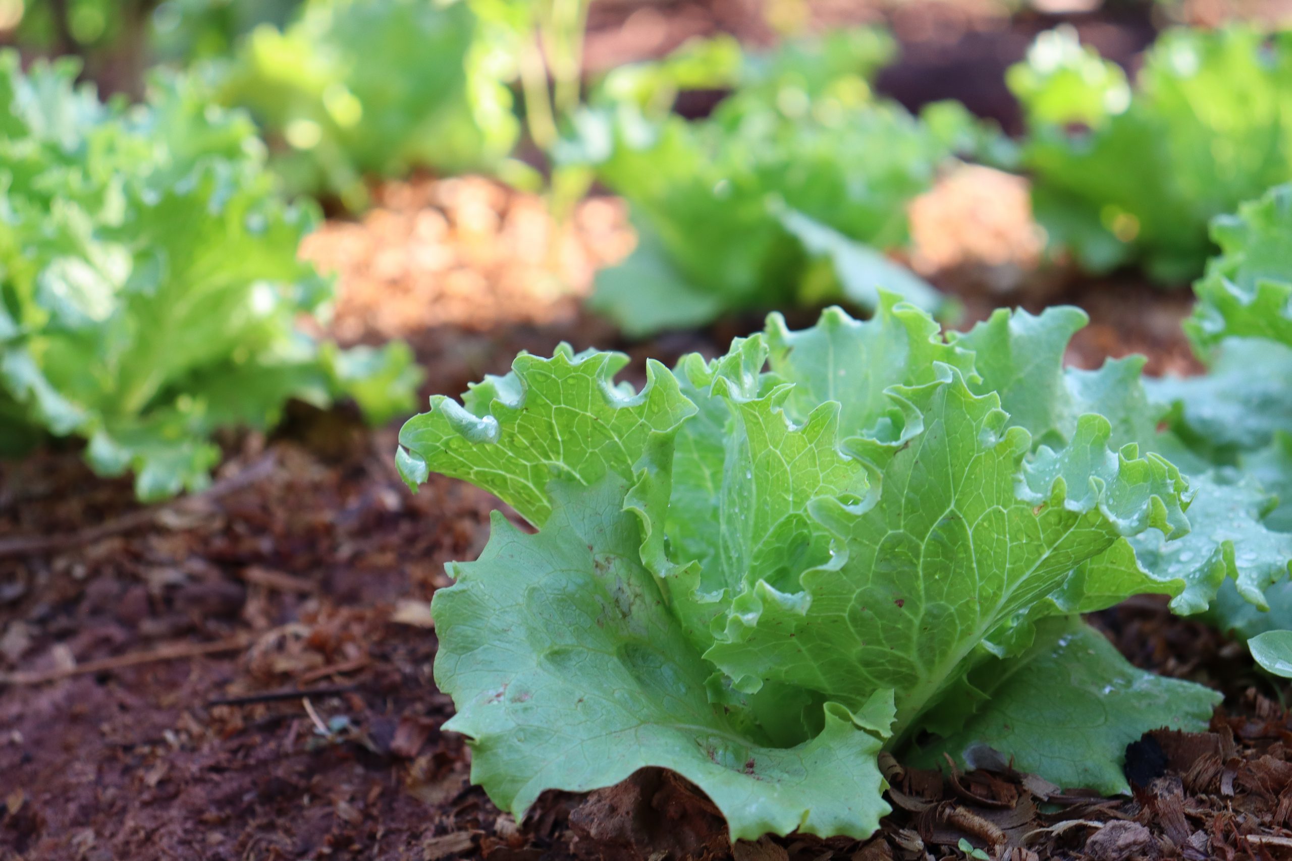 Leia mais sobre o artigo Gaia – Rede de Cooperação para a Sustentabilidade