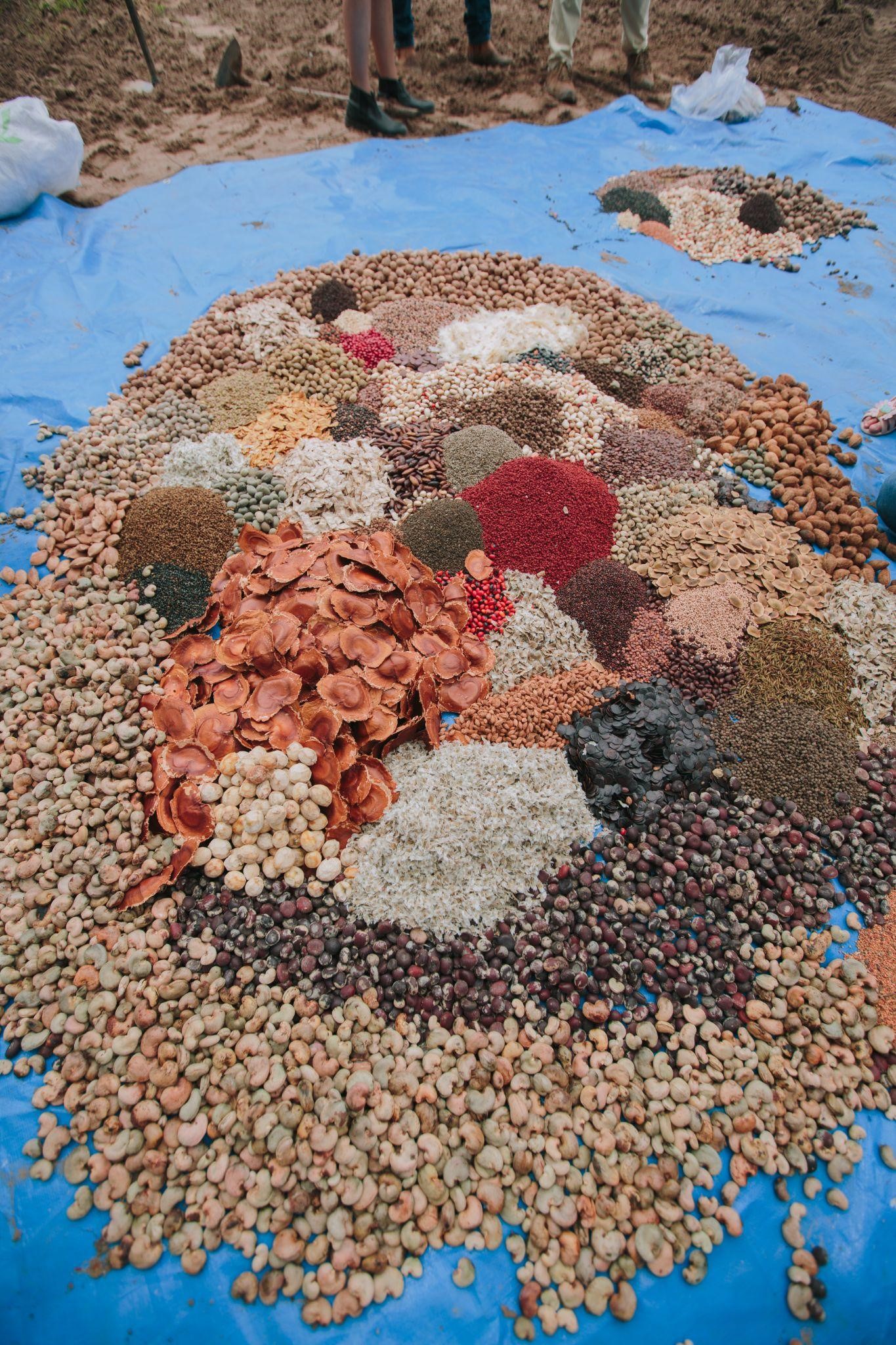 Leia mais sobre o artigo Conectividade Ecológica e Econômica no Xingu Araguaia