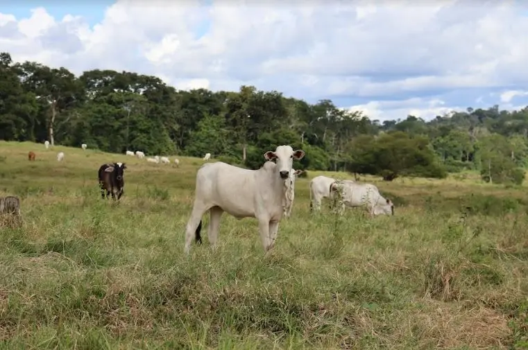 Agropecuária